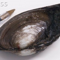 Duck Mussel